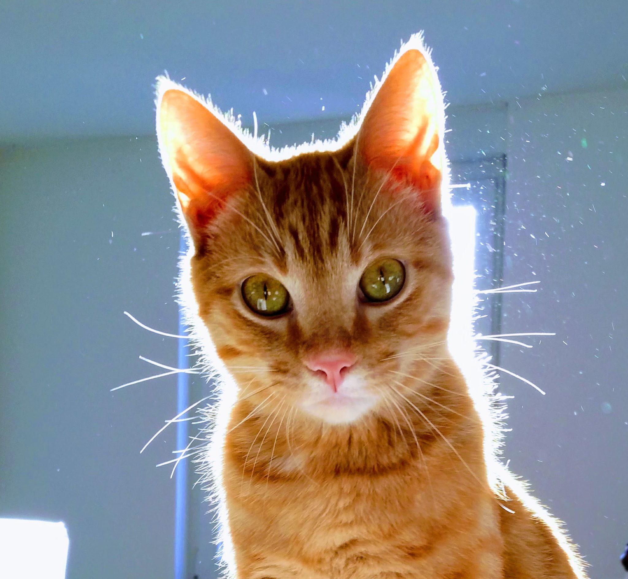 Max